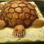 Торт Жирная черепаха на отдыхе